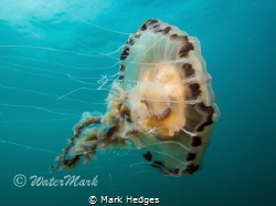 Compass Jelly at Porthkerris by Mark Hedges 